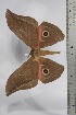  ( - BC-TB4461)  @12 [ ] Copyright (2010) Unspecified Research Collection of Thierry Bouyer