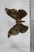  ( - BC-TB4464)  @12 [ ] Copyright (2010) Unspecified Research Collection of Thierry Bouyer