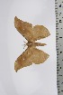  (Orthogonioptilum garmsi - BC-TB4589)  @14 [ ] Copyright (2010) Unspecified Research Collection of Thierry Bouyer