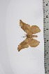  ( - BC-TB4599)  @12 [ ] Copyright (2010) Unspecified Research Collection of Thierry Bouyer