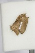  ( - BC-TB4681)  @12 [ ] Copyright (2010) Unspecified Research Collection of Thierry Bouyer