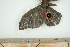  ( - BC-TB7942)  @12 [ ] Copyright (2010) Thierry Bouyer Research Collection of Phillipe Leonard