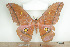  ( - BC-TB7961)  @13 [ ] Copyright (2010) Thierry Bouyer Research Collection of Phillipe Leonard