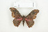  ( - BC-TB8051)  @12 [ ] Copyright (2010) Thierry Bouyer Research Collection of Phillipe Leonard