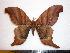  (Paradaemonia meridionalis - BC-Dec0433)  @14 [ ] Copyright (2010) Unspecified Research Collection of Thibaud Decaens