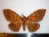  ( - BC-Dec0451)  @14 [ ] Copyright (2010) Unspecified Research Collection of Thibaud Decaens