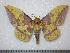  (Eacles tucumana - BC-Dec0126)  @15 [ ] Copyright (2010) Unspecified Research Collection of Thibaud Decaens
