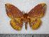  ( - BC-Dec0131)  @14 [ ] Copyright (2010) Unspecified Research Collection of Thibaud Decaens