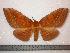  (Procitheronia - BC-Dec0171)  @15 [ ] Copyright (2010) Unspecified Research Collection of Thibaud Decaens