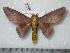  (Ptiloscola dargei - BC-Dec0179)  @15 [ ] Copyright (2010) Unspecified Research Collection of Thibaud Decaens