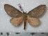  (Ceratesa - BC-Dec0224)  @14 [ ] Copyright (2010) Unspecified Research Collection of Thibaud Decaens