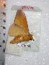  ( - BC-Dec0336)  @13 [ ] Copyright (2010) Unspecified Research Collection of Thibaud Decaens
