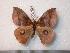  (Gamelia abasia - BC-Dec0564)  @14 [ ] Copyright (2010) Unspecified Research Collection of Thibaud Decaens