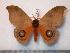  ( - BC-Dec0648)  @14 [ ] Copyright (2010) Unspecified Research Collection of Thibaud Decaens
