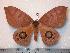  ( - BC-Dec0656)  @13 [ ] Copyright (2010) Unspecified Research Collection of Thibaud Decaens