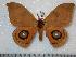  (Automeris duchartrei - BC-Dec0670)  @14 [ ] Copyright (2010) Unspecified Research Collection of Thibaud Decaens