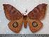  (Automeris parachacona - BC-Dec0695)  @15 [ ] Copyright (2010) Unspecified Research Collection of Thibaud Decaens