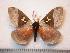  (Dirphia yarumala - BC-Dec0743)  @14 [ ] Copyright (2010) Unspecified Research Collection of Thibaud Decaens