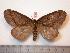 ( - BC-Dec0760)  @13 [ ] Copyright (2010) Unspecified Research Collection of Thibaud Decaens