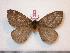  (Pseudodirphia ventanita - BC-Dec0779)  @14 [ ] Copyright (2010) Unspecified Research Collection of Thibaud Decaens