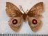  (Gamelia marquezae - BC-Dec0810)  @13 [ ] Copyright (2010) Unspecified Research Collection of Thibaud Decaens