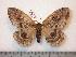  ( - BC-Dec0882)  @15 [ ] Copyright (2010) Unspecified Research Collection of Thibaud Decaens
