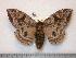  ( - BC-Dec0886)  @15 [ ] Copyright (2010) Unspecified Research Collection of Thibaud Decaens
