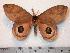  (Pseudautomeris lata - BC-Dec0904)  @15 [ ] Copyright (2010) Unspecified Research Collection of Thibaud Decaens