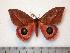  (Pseudautomeris chocensis - BC-Dec0911)  @15 [ ] Copyright (2010) Unspecified Research Collection of Thibaud Decaens