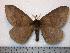  (Dirphia ursina - BC-Dec0948)  @14 [ ] Copyright (2010) Unspecified Research Collection of Thibaud Decaens