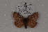  (Ormiscodes socialis - BC-Dec1927)  @13 [ ] CreativeCommons - Attribution Non-Commercial Share-Alike (2014) ECODIV Univ Rouen