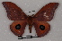  ( - BC-Dec1936)  @11 [ ] CreativeCommons - Attribution Non-Commercial Share-Alike (2014) ECODIV Univ Rouen