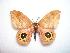  ( - BC-Dec1027)  @13 [ ] Copyright (2010) Unspecified Research Collection of Thibaud Decaens