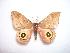  ( - BC-Dec1028)  @13 [ ] Copyright (2010) Unspecified Research Collection of Thibaud Decaens