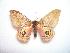  ( - BC-Dec1029)  @13 [ ] Copyright (2010) Unspecified Research Collection of Thibaud Decaens