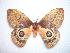  ( - BC-Dec1044)  @14 [ ] Copyright (2010) Unspecified Research Collection of Thibaud Decaens