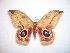  ( - BC-Dec1057)  @14 [ ] Copyright (2010) Unspecified Research Collection of Thibaud Decaens