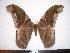  (Rhescyntis hippodamia - BC-Dec1102)  @15 [ ] Copyright (2010) Unspecified Research Collection of Thibaud Decaens