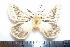  (Kentroleuca griseoalbata - BC-Dec1143)  @13 [ ] Copyright (2010) Unspecified Research Collection of Thibaud Decaens