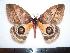  ( - BC-Dec1154)  @13 [ ] Copyright (2010) Unspecified Research Collection of Thibaud Decaens