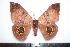  ( - BC-Dec1182)  @13 [ ] Copyright (2010) Unspecified Research Collection of Thibaud Decaens