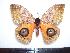  ( - BC-Dec1195)  @14 [ ] Copyright (2010) Unspecified Research Collection of Thibaud Decaens