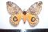  ( - BC-Dec1197)  @13 [ ] Copyright (2010) Unspecified Research Collection of Thibaud Decaens