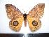  ( - BC-Dec1201)  @14 [ ] Copyright (2010) Unspecified Research Collection of Thibaud Decaens