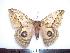  ( - BC-Dec1226)  @13 [ ] Copyright (2010) Unspecified Research Collection of Thibaud Decaens