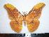  ( - BC-Dec1269)  @14 [ ] Copyright (2010) Unspecified Research Collection of Thibaud Decaens