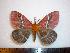  ( - BC-Dec1277)  @14 [ ] Copyright (2010) Unspecified Research Collection of Thibaud Decaens