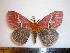  ( - BC-Dec1278)  @13 [ ] Copyright (2010) Unspecified Research Collection of Thibaud Decaens