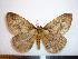  ( - BC-Dec1281)  @14 [ ] Copyright (2010) Unspecified Research Collection of Thibaud Decaens