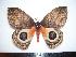  ( - BC-Dec1295)  @14 [ ] Copyright (2010) Unspecified Research Collection of Thibaud Decaens
